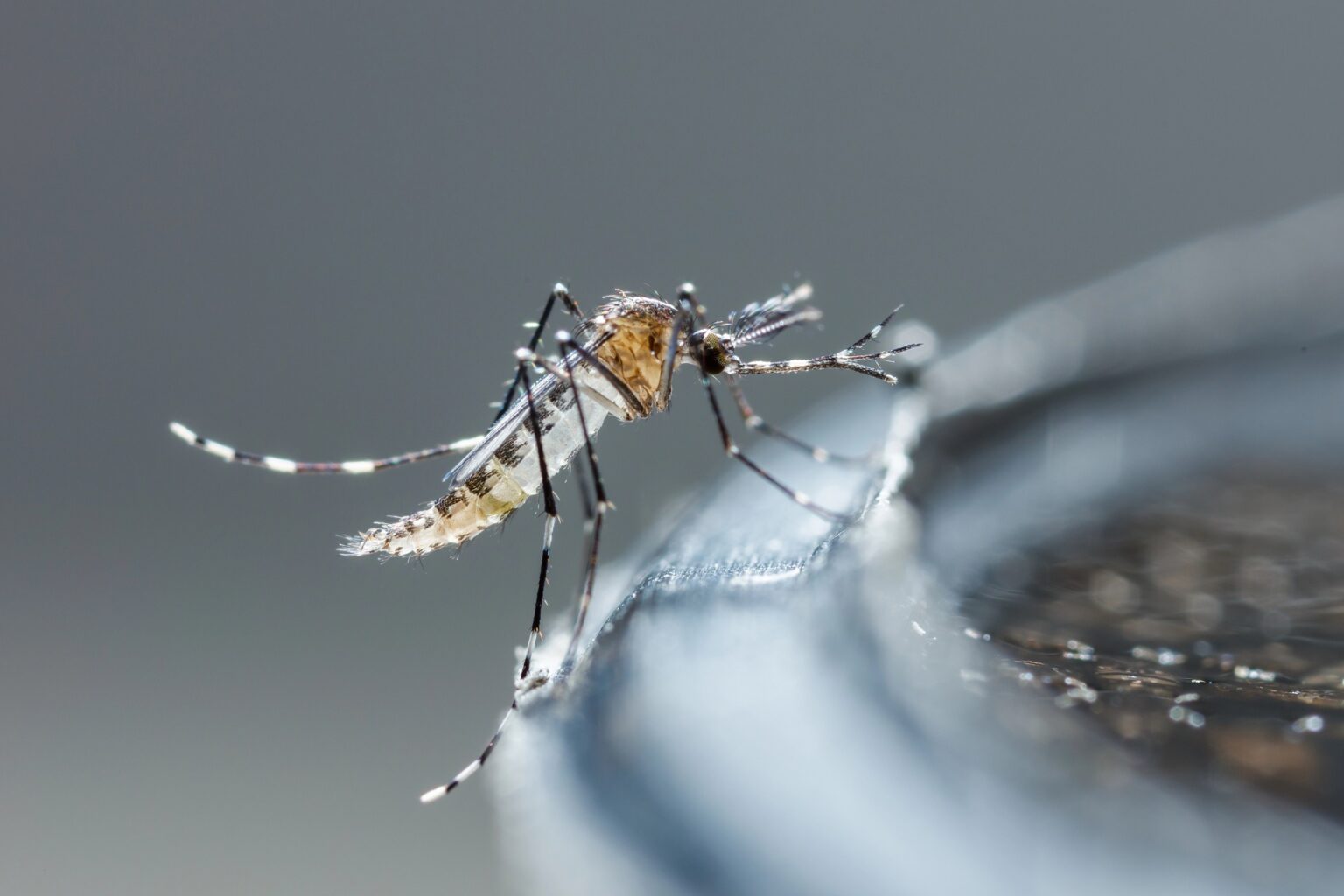 Terceira morte por dengue é confirmada em Minas Gerais - Foto: Divulgação/Depositphotos