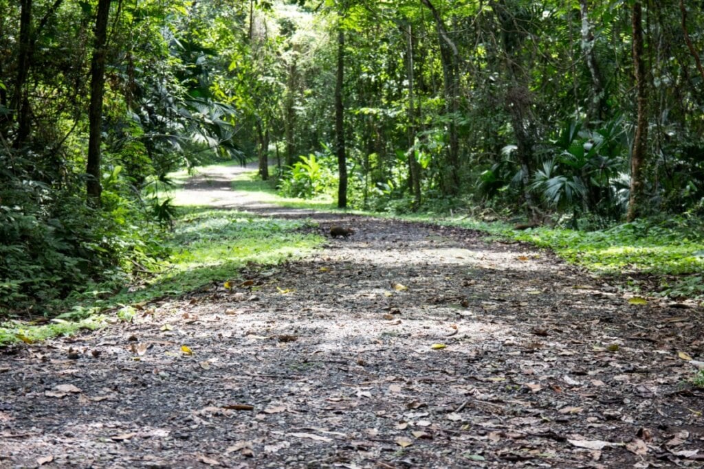 Imagem de trilha do Parque Metropolitano no Panamá