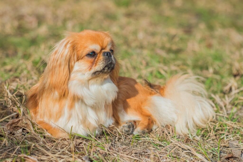 7 raças de cachorro pequenas e peludas 7 Cachorro pequinês amarelo e branco deitado na grama