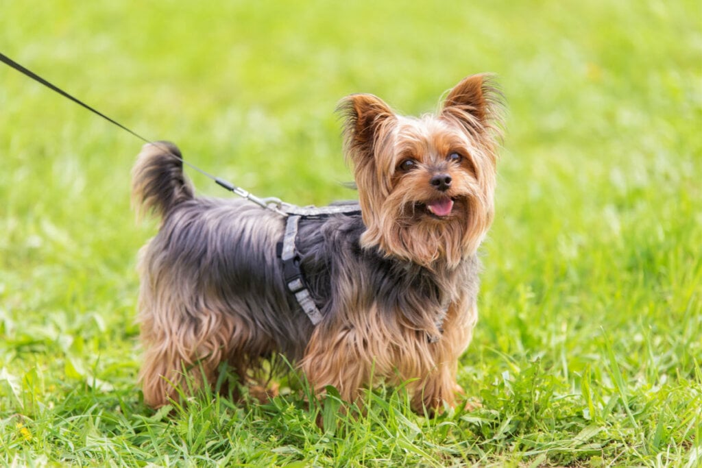 7 raças de cachorro pequenas e peludas 5 Cachorro da raça yorkshire terrier em grama