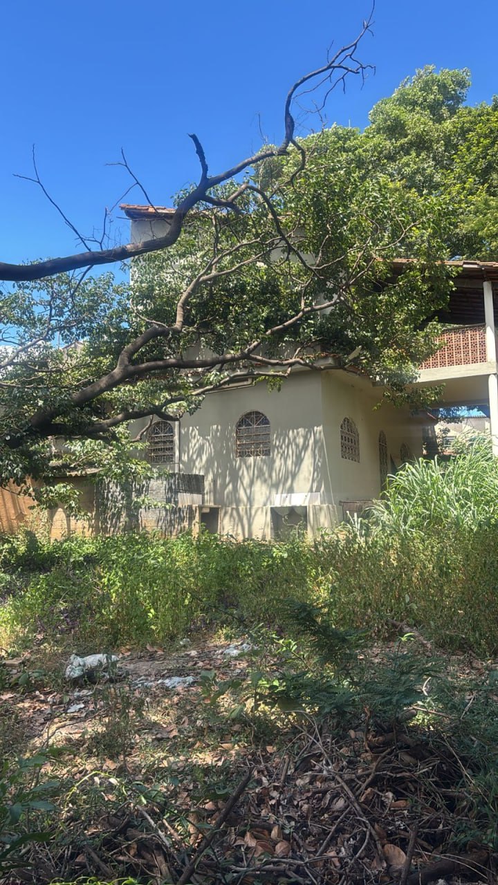 Árvore de grande porte cai e atinge três casas na Região Oeste de BH 1 Árvore de grande porte cai e atinge três casas na Região Oeste de BH - Foto: Divulgação/CBMMG