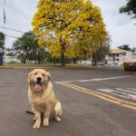 Homeopatia mostra eficácia contra câncer em pets