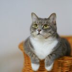 Elanco lança solução para tratar sintomas de DRC em gatos