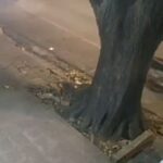 Motociclista com drogas morre após bater contra árvore em BH - Foto: Reprodução/Redes Sociais