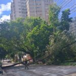 Queda de árvore de grande porte cai e interdita rua na Savassi, em BH - Foto: Divulgação/Corpo de Bombeiros