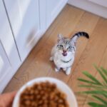 Hill's apresenta SD Cuidado Urinário e Controle de Bolas de Pelo para felinos