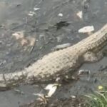 Jacaré dorme e é dado como morto na Lagoa da Pampulha, em BH - Foto: Reprodução/Redes Sociais