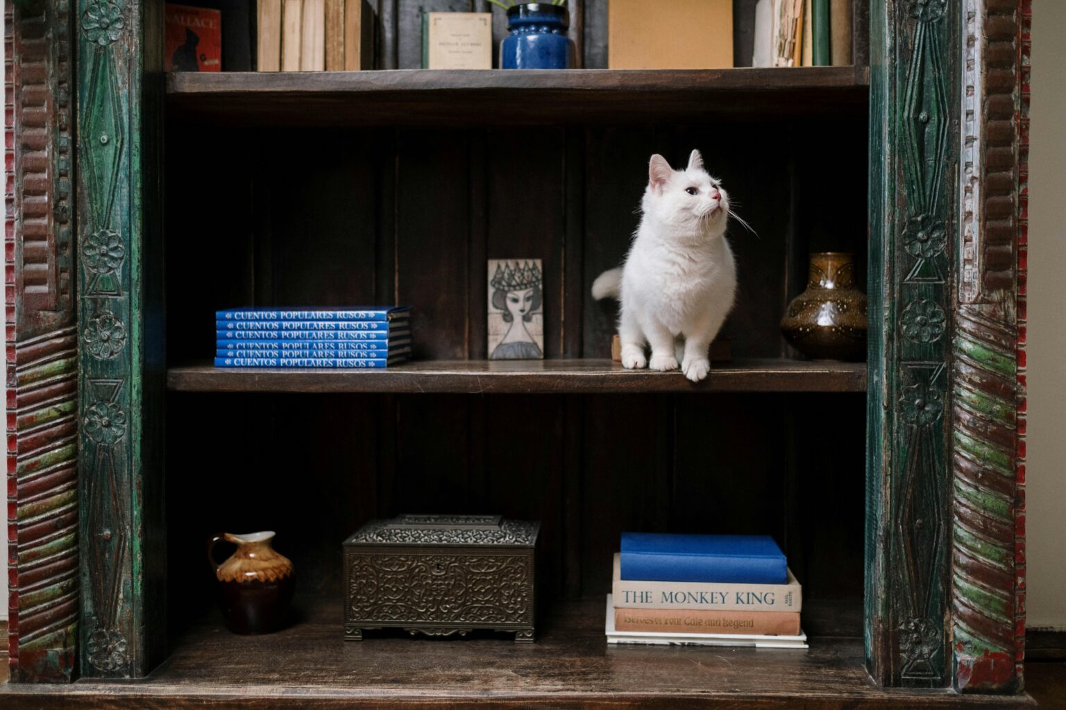 Como adaptar sua casa para receber um novo pet - Foto: Divulgação/Pexels