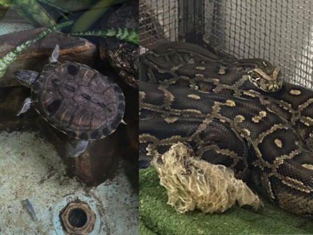 Polícia Federal e IBAMA encontram animais silvestres e exóticos ilegalmente em Santa Luzia - Foto: Divulgação/Polícia Federal