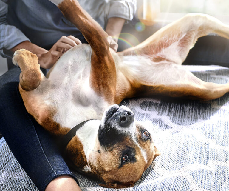 Hill’s reforça importância das fibras na saúde intestinal e bem-estar de pets Hill's reforça importância das fibras na saúde intestinal e bem-estar de pets