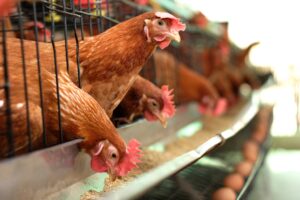 Gripe aviária: Minas Gerais descarta 450 toneladas de ovos por precaução - Foto: Divulgação/Depositphotos