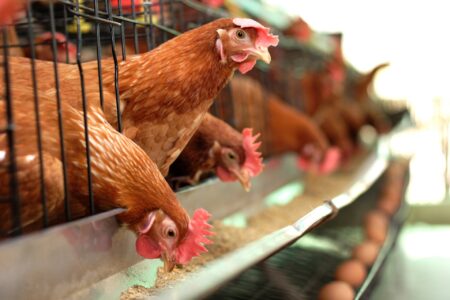 Gripe aviária: Minas Gerais descarta 450 toneladas de ovos por precaução - Foto: Divulgação/Depositphotos