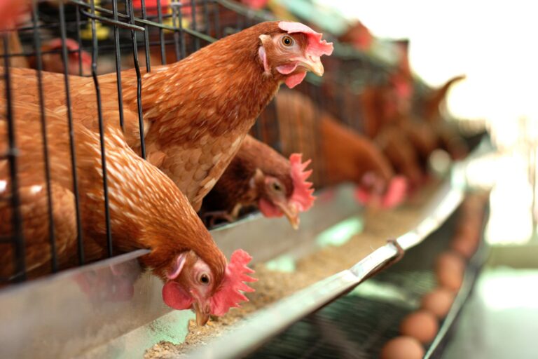 Gripe aviária: Minas Gerais descarta 450 toneladas de ovos por precaução - Foto: Divulgação/Depositphotos