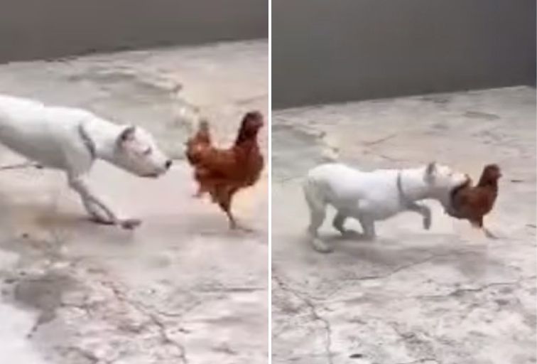 Influenciador é preso por maus-tratos após filmar cães atacando galinhas vivas em Contagem - Foto: Reprodução/Redes Sociais