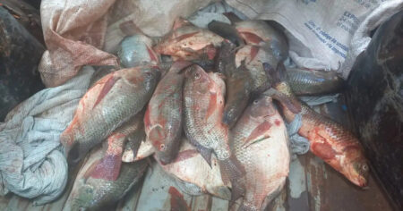 Três pessoas são detidos por pesca ilegal na Lagoa da Pampulha, em BH - Foto: Divulgação/GCMBH