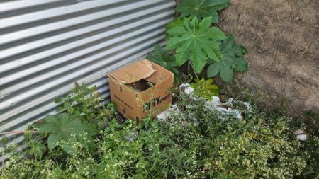 Recém-nascido é encontrado em caixa de papelão e mãe é detida por abandono em Formiga (MG) - Foto: Divulgação/Corpo de Bombeiros