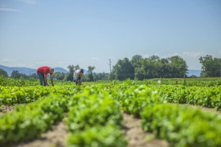 Excedentes da agricultura viram renda com apoio industrial
