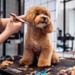 Profissão grooming está muito além de banho e tosa de pet