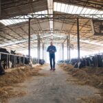 Fx4 Agro opera confinamento de gado em três regiões do país