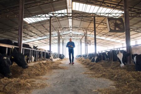 Fx4 Agro opera confinamento de gado em três regiões do país