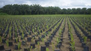 Grupo BBF fortalece a economia circular na Amazônia