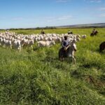 Grupo Bom Jesus avança com integração lavoura-pecuária
