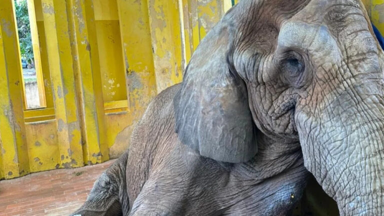 Elefante Jamba morre no zoológico de Belo Horizonte - Foto: Reprodução
