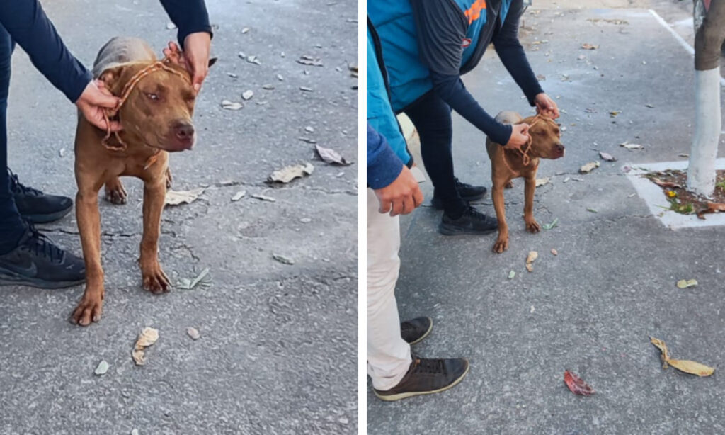 Cachorro invade escola e deixa adolescentes feridos em Betim - Foto: Reprodução