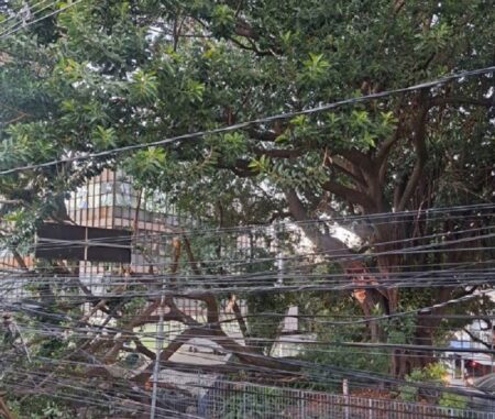Árvore de grande porte cai e interdita rua do bairro Padre Eustáquio, em BH - Foto: Divulgação/CBMMG