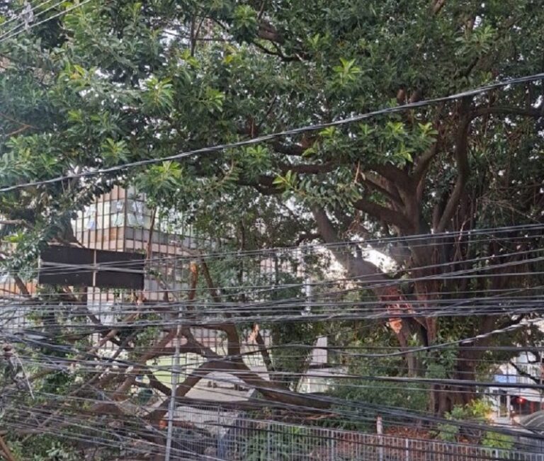 Árvore de grande porte cai e interdita rua do bairro Padre Eustáquio, em BH - Foto: Divulgação/CBMMG
