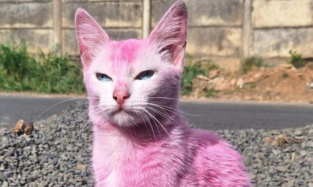 Gata pintada de rosa com tinta de móveis é resgatada em Araxá - Foto: Reprodução