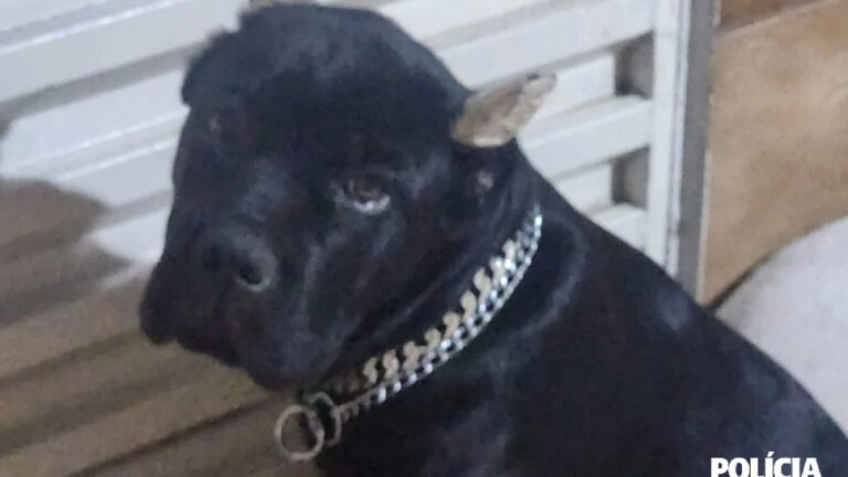 Influenciador é indiciado por maus-tratos após usar galinhas vivas como isca para cães em Contagem - Foto: Divulgação/PCMG
