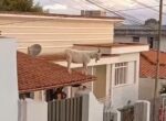 Bode sobe em telhado de casa e é resgatado pelos bombeiros em Barbacena - Foto: Reprodução/Redes Sociais