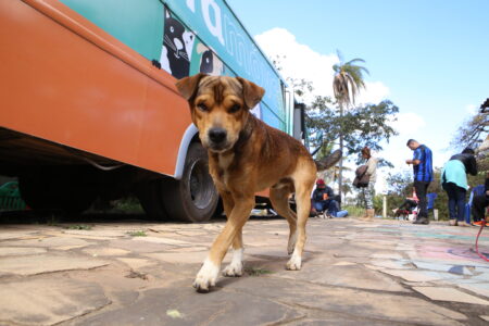 Castramóvel oferece castração gratuita de cães e gatos em Betim - Foto: Divulgação/Prefeitura de Betim