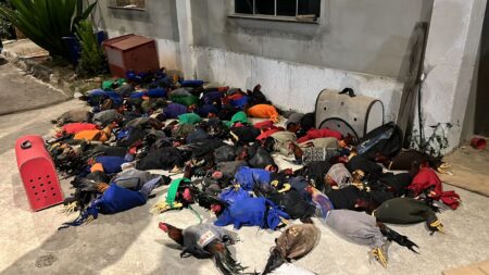 Rinha de galos: PM resgata 143 aves na Grande BH - Foto: Divulgação/PMMG