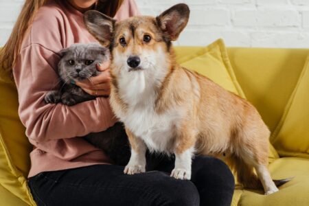 BH vai vacinar cães e gatos contra a raiva; saiba quando - Foto: Divulgação/Depositphotos