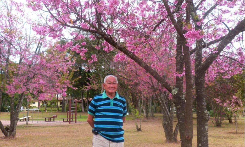 Morre aos 97 anos Haruji Miura, responsável por popularizar as cerejeiras Morre aos 97 anos Haruji Miura, responsável por popularizar as cerejeiras em Nova Lima - Foto: Reprodução