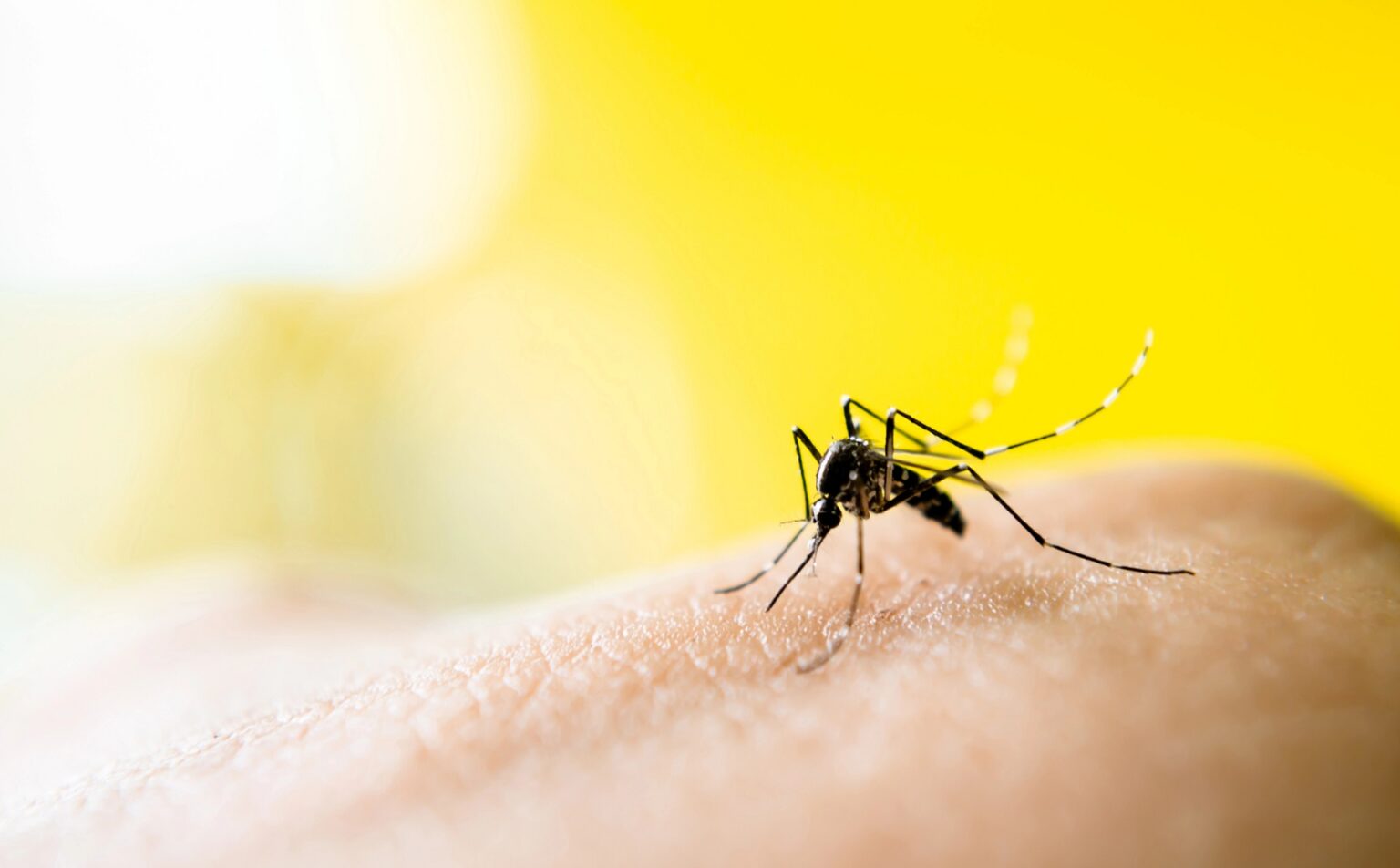 BH terá projeto-piloto com tecnologia do Google para combater dengue, zika e chikungunya BH terá projeto-piloto com tecnologia do Google para combater dengue, zika e chikungunya - Foto: Divulgação/Depositphotos