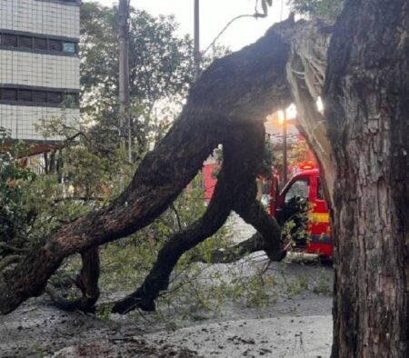 Árvore de grande porte cai e fecha rua da Savassi, em BH - Foto: Divulgação/CBMMG