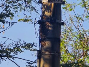 Homem fica ferido após ataque de enxame de abelhas em BH - Foto: Divulgação/CBMMG