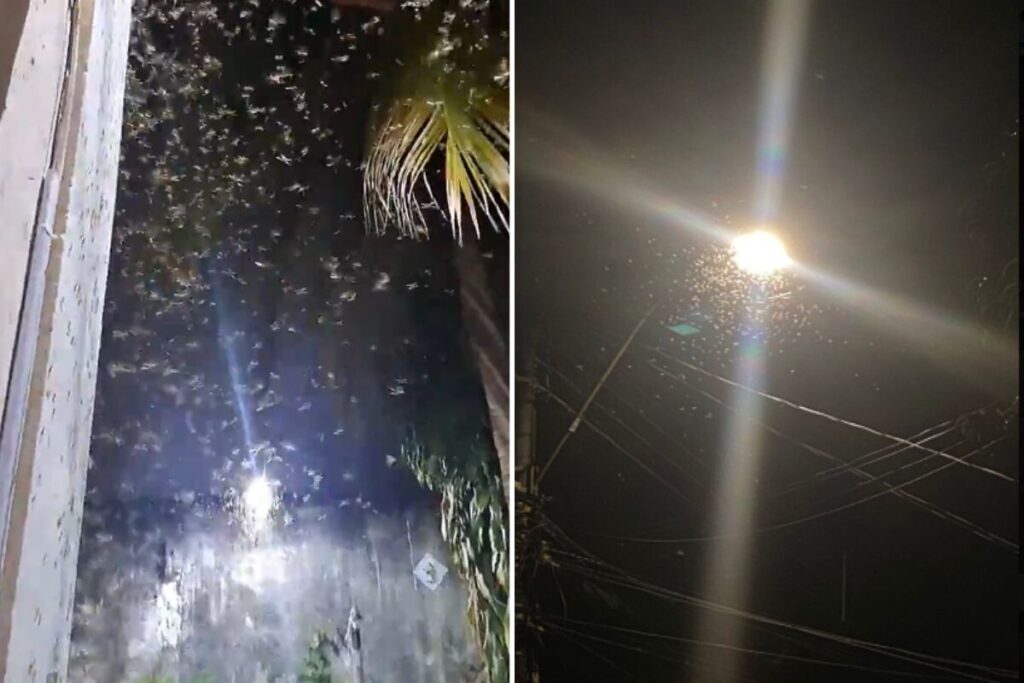 Aparição de “bichinhos de luz” sinaliza início do período chuvoso em Minas - Foto: Reprodução