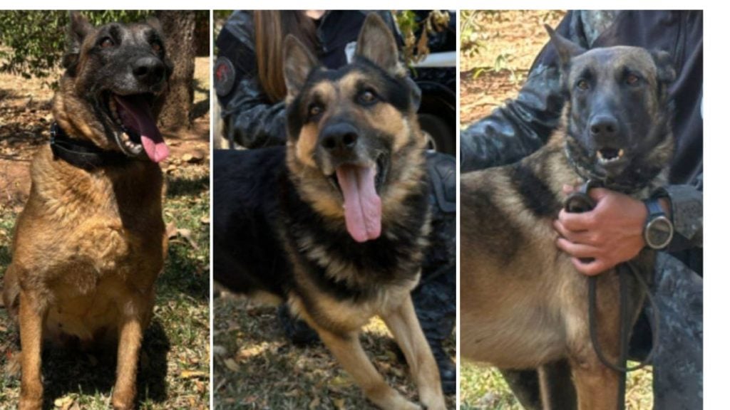Governo de Minas lança campanha para adoção de cães policiais aposentados - Foto: Divulgação/PCMG