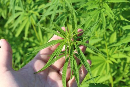 ALMG aprova projeto que regulamenta uso medicinal da cannabis em Minas Gerais - Foto: Divulgação/Pixabay