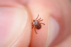 Caeté decreta emergência em saúde após mortes por febre maculosa - Foto: Divulgação/Depositphotos