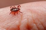 Caeté confirma duas mortes por febre maculosa - Foto: Divulgação/Depositphotos