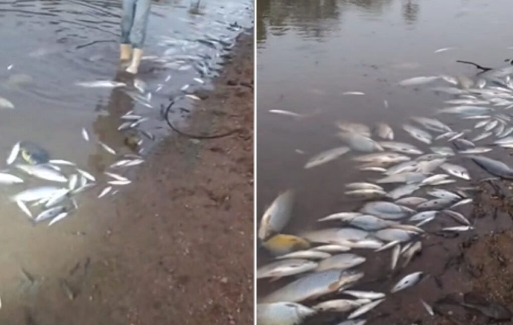 Mais de 4 mil peixes são encontrados mortos no Rio Paraopeba - Foto: Reprodução