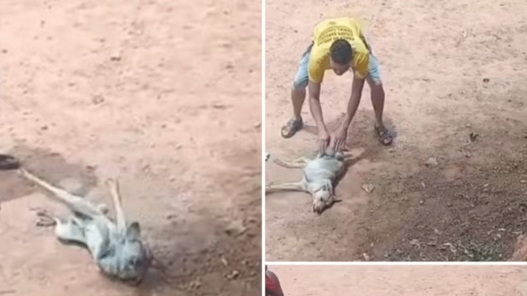Policial militar salva cachorro em convulsão em Ribeirão das Neves Policial militar salva cachorro em convulsão em Ribeirão das Neves - Foto: Reprodução