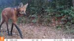 Lobo-guará registrado na RPPN Santuário do Caraça - Foto: Divulgação