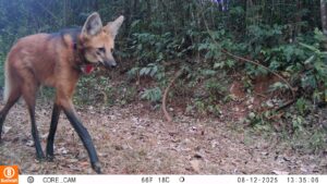 Lobos do Santuário do Caraça se mostram adaptados à presença de visitantes, aponta estudo WhatsApp Image 2025 10 28 at 15.32.39