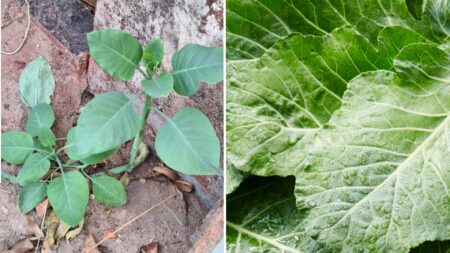 Nicotiana glauca: veja como diferenciar a ‘falsa couve’ da couve normal Idosos intoxicados após comer ‘falsa couve’ recebem alta em Patrocínio - Foto: CBMMG + Canva